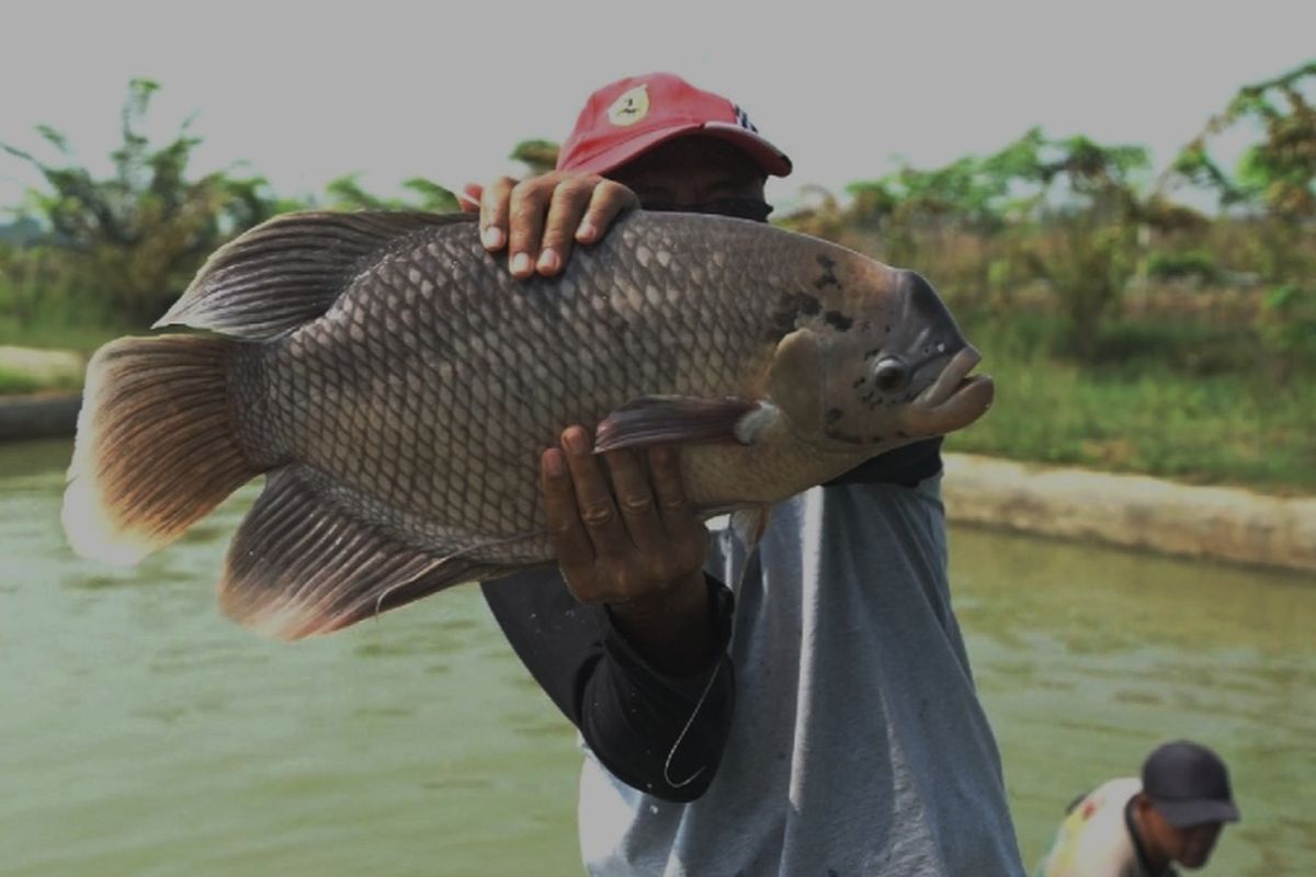 BIMA, hibrida gurami yang dikembangkan oleh adan Riset dan Sumber Daya Manusia Kelautan dan Perikanan (BRSDM) melalui Balai Riset Pemuliaan Ikan (BRPI) di Kabupaten Limapuluh Kota, Sumatera Barat.
