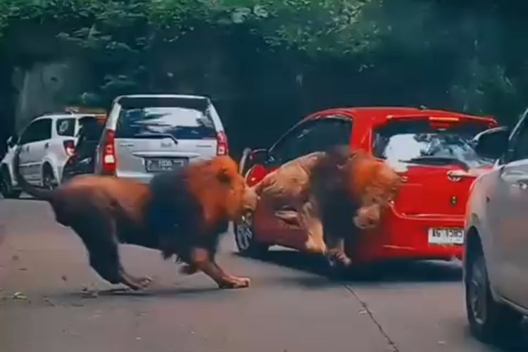 Singa tabrak mobil pengunjung di Taman Safari II Prigen, Pasuruan.