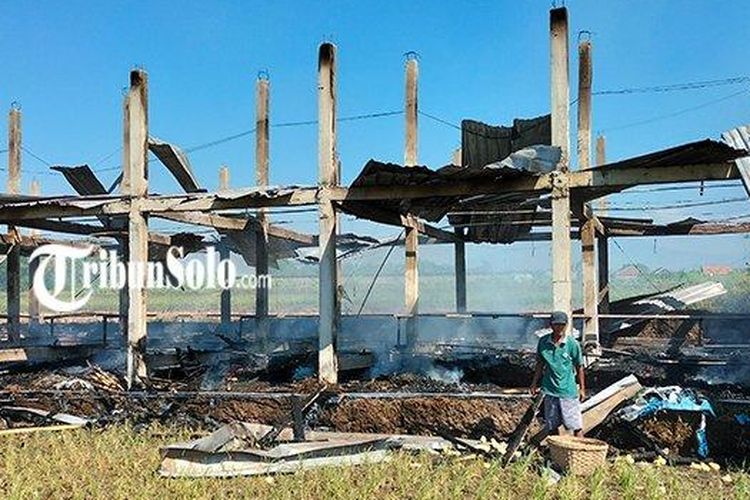 Kondisi kandang ayam di Dukuh/Desa Kadireso, Kecamatan Teras, Boyolali, Jawa Tengah, setelah ludes terbakar Selasa pagi (1/8/2023). Akibatnya, puluhan ribu ayam boiler pun terpanggang.
