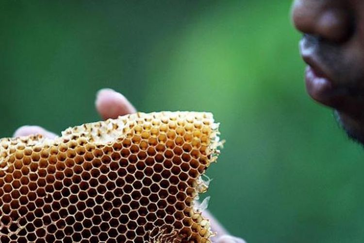 Sarang lebah hasil tangkapan petani lebah hutan di Flores, NTT.
