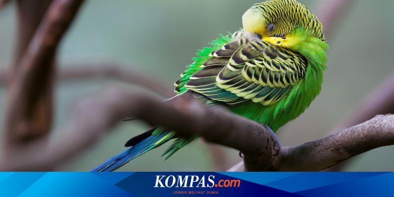 日食は暗闇が鳥の体内時計を変える可能性があることを明らかにする