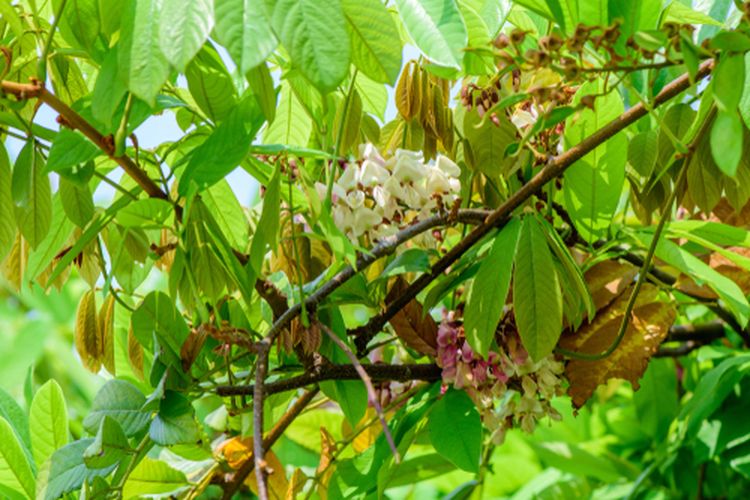 Ilustrasi tanaman akar tuba