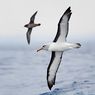 Habitat Burung Laut Menyusut, Terpaksa Terbang Lebih Jauh untuk Berburu