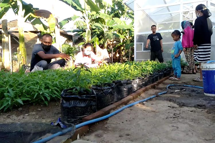 Sejumlah warga tengah memetik sayur mayur di kebun seluas 7 are yang dibagikan oleh pemiliknya secara gratis selama Pemberlakuan Pembatasan Kegiatan Masyarakat (PPKM). Kamis, (5/8/2021).