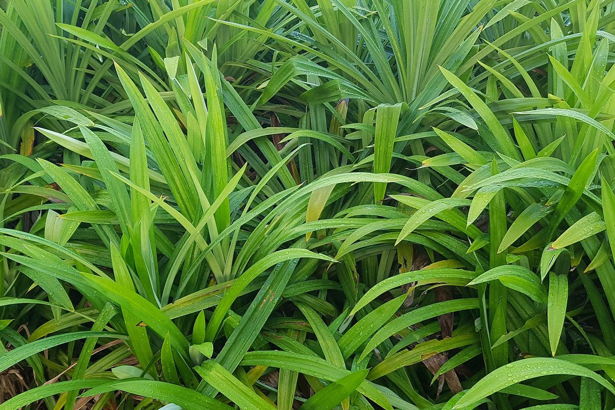 Ilustrasi daun pandan. 