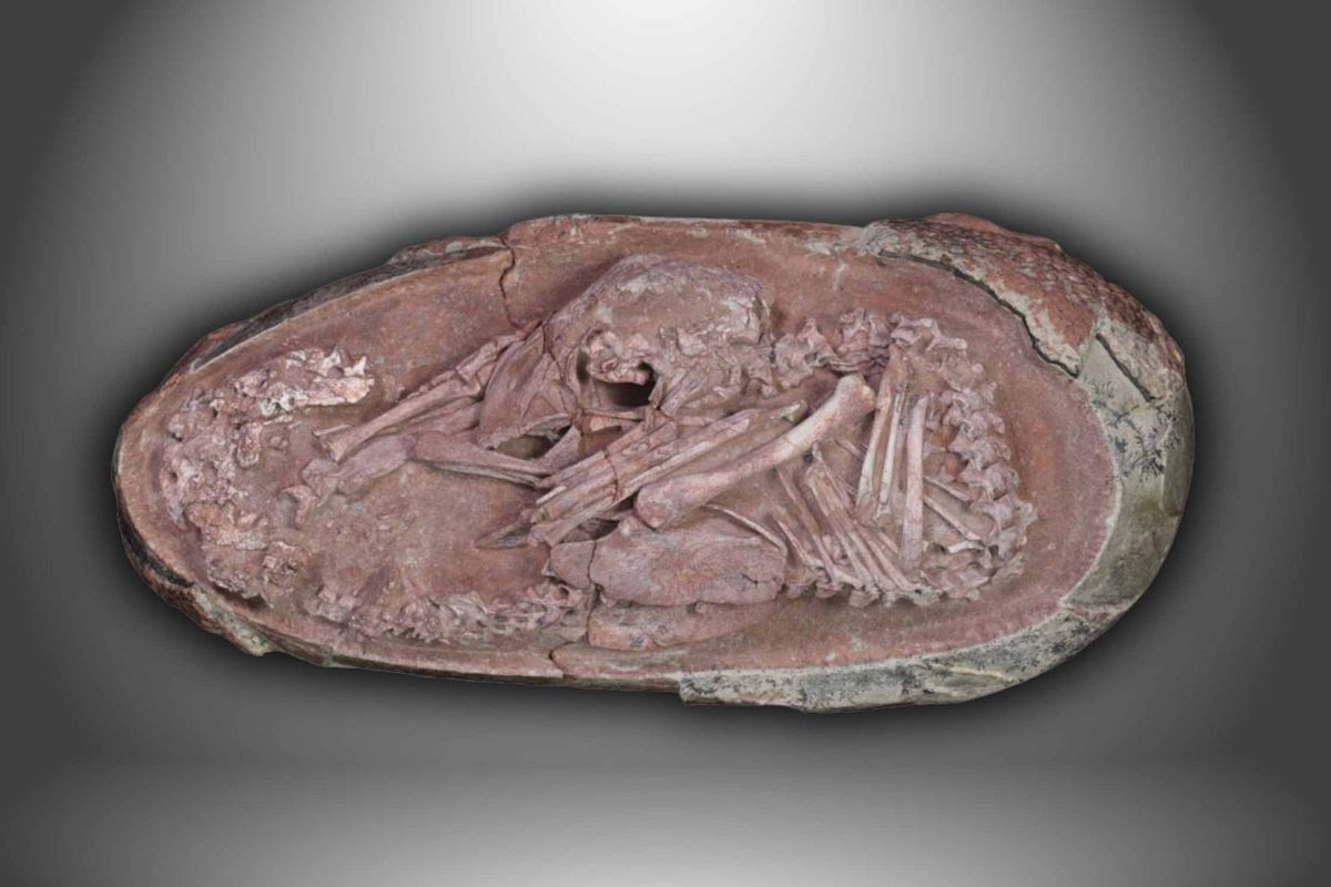 Embrio dinosaurus dalam fosil telur