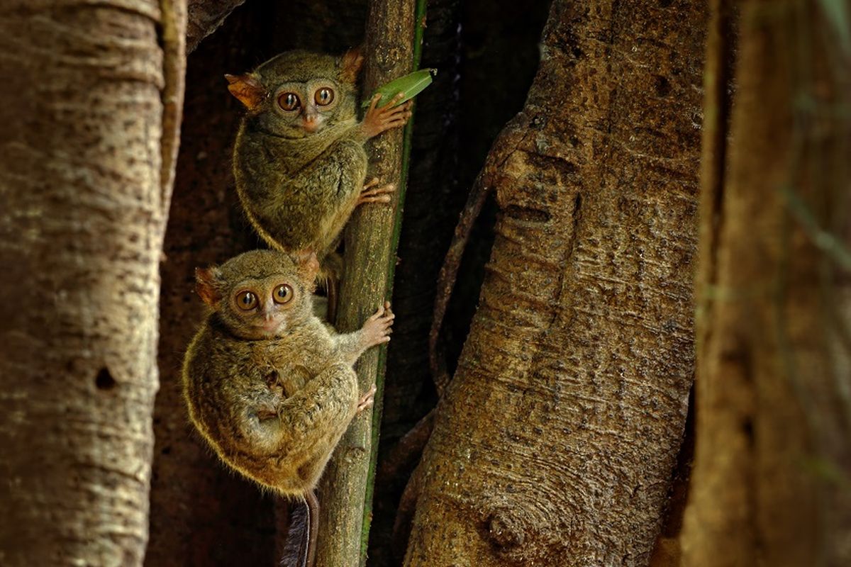 Tarsius termasuk primata yang terancam punah di Indonesia.