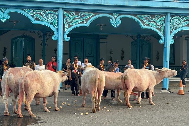5 Ekor Kebo Bule Jalani Latihan Jelang Kirab 1 Suro Keraton Solo