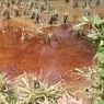Minyak dari Pipa Pertamina Cemari Sawah di Blora, Petani Minta Ganti Rugi
