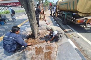 Pengusaha Videotron Sudah Bayar Denda Tebang Pohon di Cihapit Bandung Rp 100 Juta, Lokasi Kini Ditanami Ulang