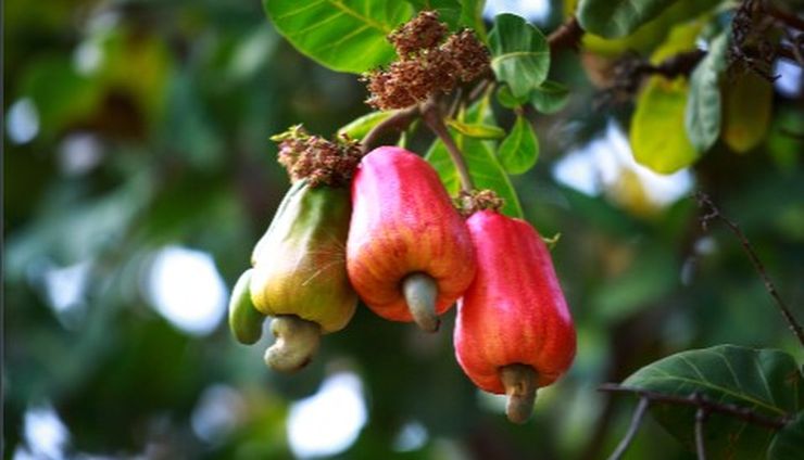 Mete Indonesia Makin Berjaya di Pasar Internasional