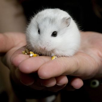 Ilustrasi hamster winter white, winter white hamster.