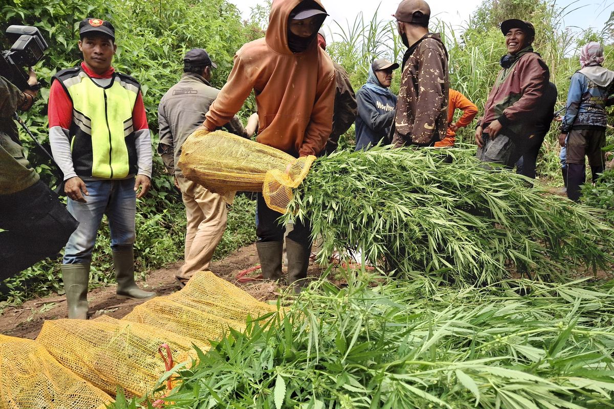 10 ribu pohon ganja diangkut keluar dari hutan TNBTS, Jumat (20/9/2024)