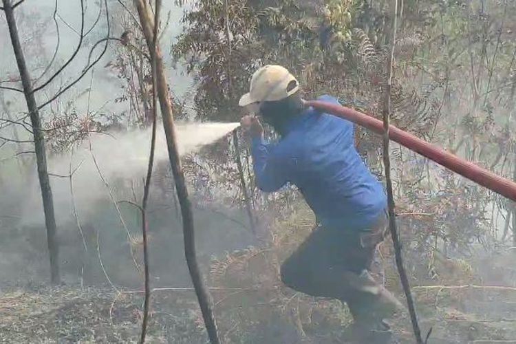 Karhutla di Mamasa Hanguskan 3 Hektar Kebun Kopi yang Dirawat 20 Tahun