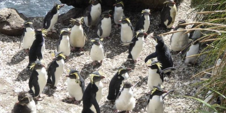 Penguin rockhopper utara menyukai pesisir terjal Tristan da Cunha.