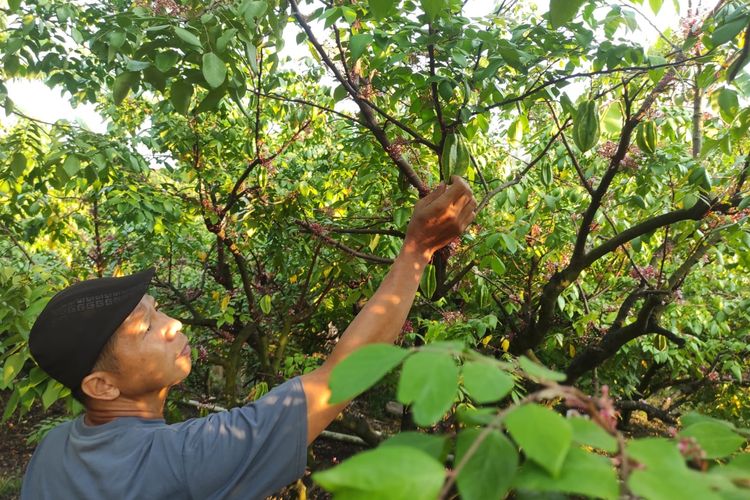 Kisah Giat di Demak, Bangun Kebun Belimbing Madu, Kini Jadi Destinasi Agrowisata
