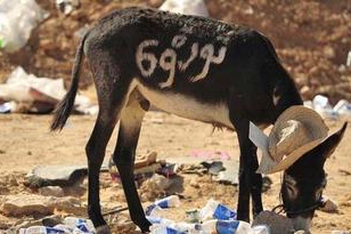 The words and numbers Revolution 69, symbolizing the year Muammar Gaddafi came into power, are seen on a donkey in Ras Lanuf August 29, 2011. Libyan forces converged on Gaddafis hometown of Sirte on Monday, hoping to seal their revolution by seizing the last bastions of a fallen but perhaps still dangerous strongman.
