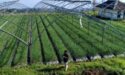 Tak Mau Ketinggalan Zaman, Pertanian Indonesia Gunakan Teknologi 4.0