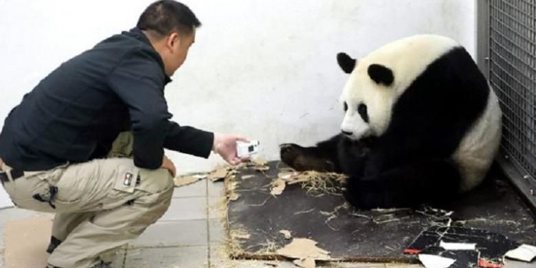 Bayi panda jantan lahir di taman satwa di luar kota Brussels, dari seekor panda betina Hao Hao berusia enam tahun, dan pasangannya Xing Hui. Keduanya adalah satwa pinjaman dari China.