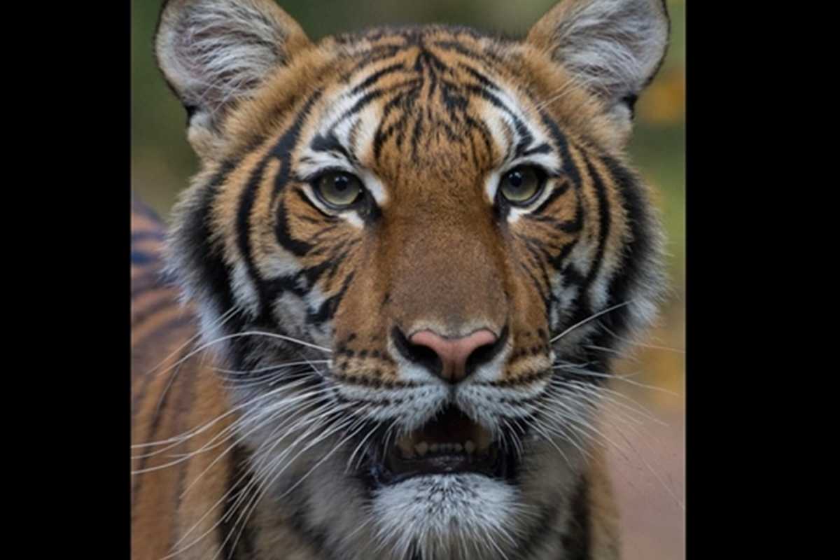 Nadia, harimau di Kebun Binatang Bronx yang dilaporkan terinfeksi virus corona. 