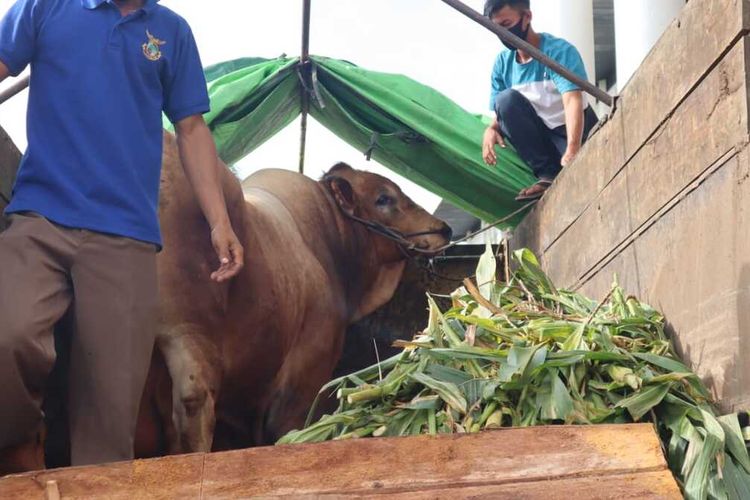 Presiden Joko Widodo atau Jokowi sumbang seekor sapi kurban untuk masyarakat Kalimantan Barat (Kalbar). Sapi tersebut seberat 1,2 ton yang dibeli dari peternak lokal di Kecamatan Rasau Jaya, Kabupaten Kubu Raya, Kalbar.