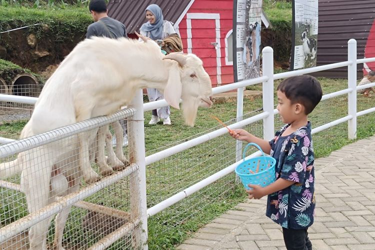 Seorang pengunjung memberi makan hewan di Little Ranch Bandungan Kabupaten Semarang