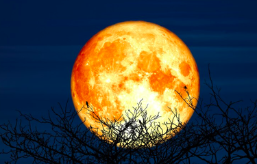Super Sturgeon Moon. Fenomena Bulan Purnama Super atau Supermoon terakhir tahun 2022 ini akan terjadi pada 11-12 Agustus 2022.