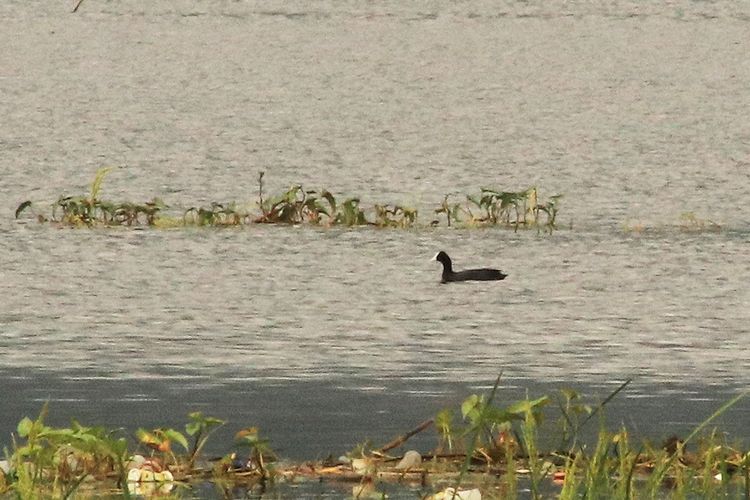 Mandar hitam atau common coot (Fulica) terlihat berenang mencari makan di persawahan yang tergenang di tepi Danau Limboto Provinsi Gorontalo. Burung ini merupakan jenis migran yang berasal dari kawasan paleartik  Afrika utara, Australia dan Asia selatan.