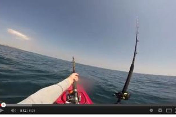 Adam Fisk ditarik hiu martil sejauh 18 kilometer