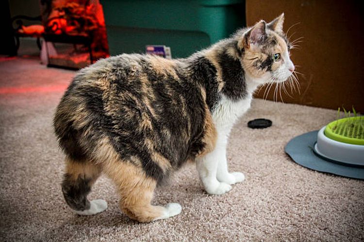 Foto : Mengenal Kucing Manx, Ras Unik Tanpa Ekor Halaman 2