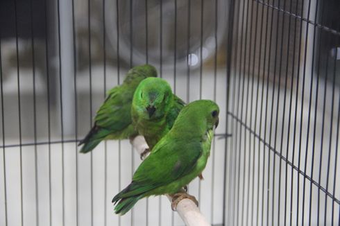 Lima Burung Langka Serindit Melayu Gagal Diselundupkan ke Jakarta