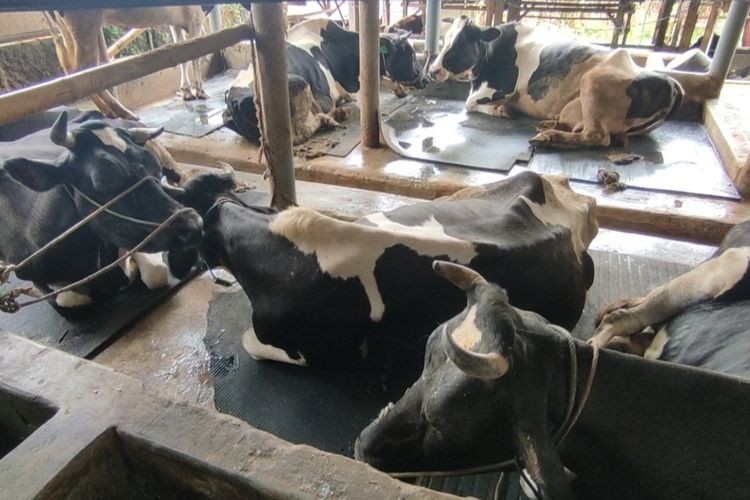 Sejumlah sapi perah di kandang peternakan tampak lemah karena infeksi PMK, di Kelurahan Cipari, Kecamatan Cigugur, Kabupaten Kuningan, Rabu (15/6/2022). Sapi yang terinfeksi kian bertambah. Hari ini mencapai 1.667 ekor.
