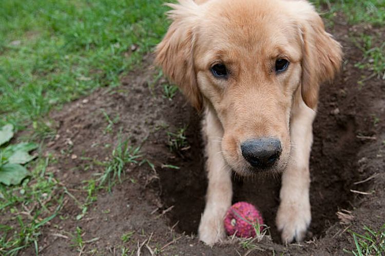 Ilustrasi mengapa anjing suka mengubur sesuatu.