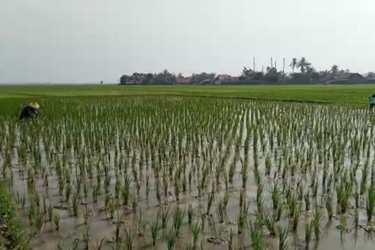 Aktivitas petani di Desa Kampungsawah, Kecamatan Jayakerta, Kabupaten Karawang, Jawa Barat, Sabtu (11/3/2023). Sawah seluas 50 hektar ini desa itu gagal panen karena serangan hama sundep.Petani pun meradang karena merugi.