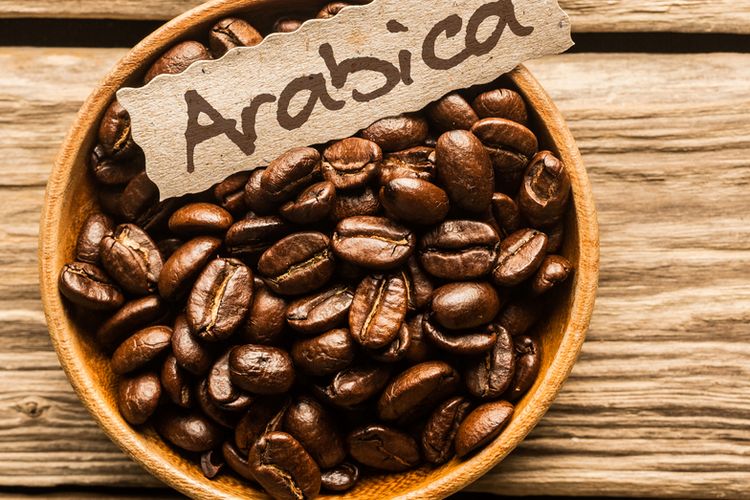 Ilustrasi biji kopi arabika.