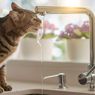 Mengapa Kucing Tidak Suka Air? Ini Penjelasan Ahli