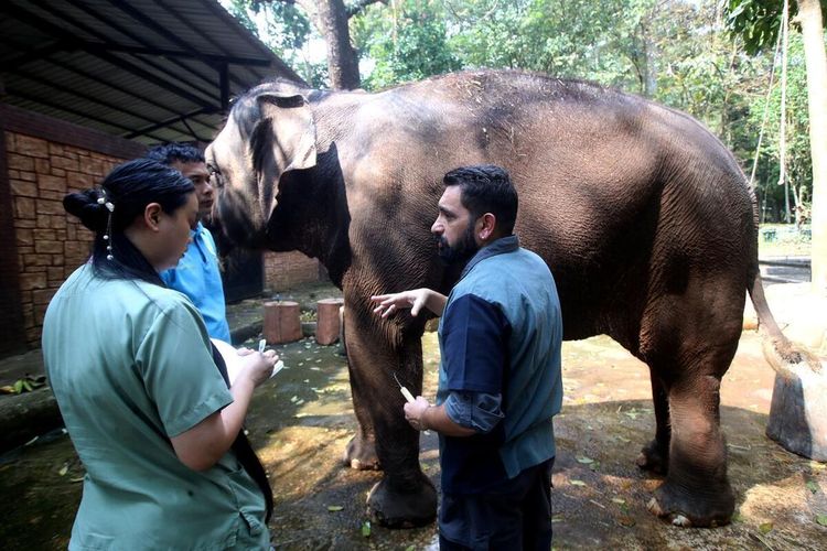 Tinjau Bandung Zoo, Vantara India Periksa Gajah Sumatera Salma
