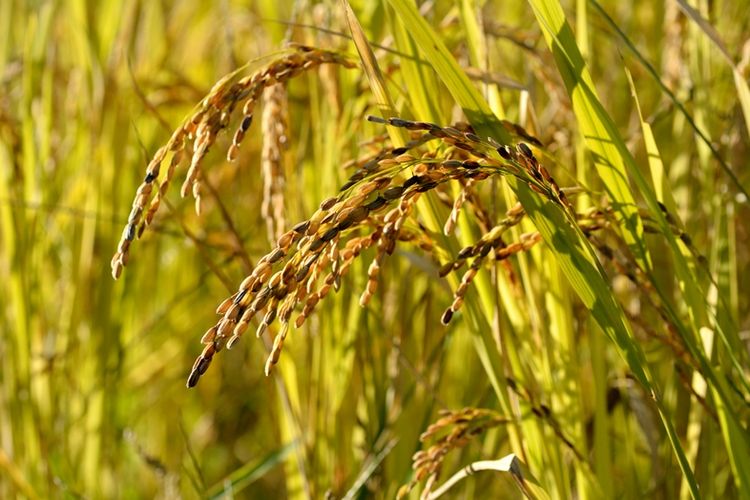 Ilustrasi tanaman padi di ladang.