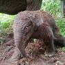 Gajah Lisa Lahirkan Seekor Anak di Taman Nasional Tesso Nilo Riau