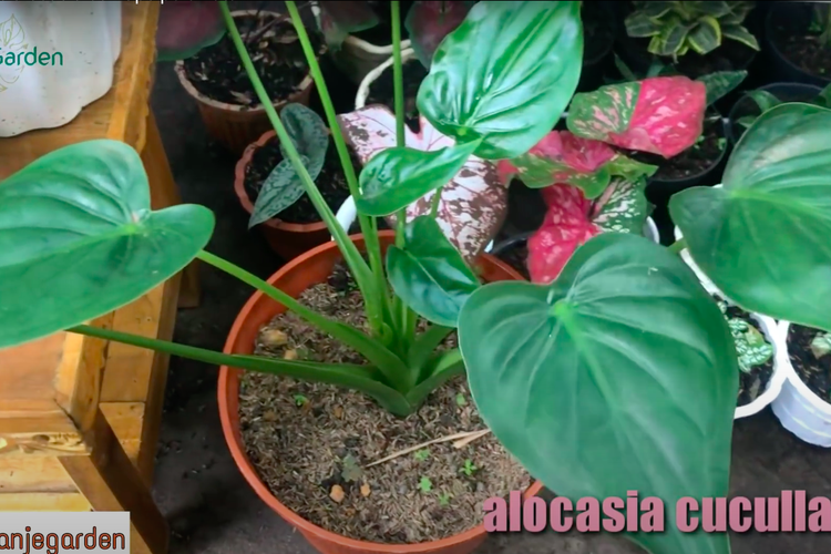 Alocasia Cucullata memiliki daun unik berbentuk hati yang berbeda dengan jenis Alocasia yang lain. 