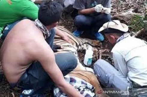 Cerita Corina Harimau Sumatera yang Dievakusi Saat Wabah Corona, Petugas 2 Jam Tembus Hutan