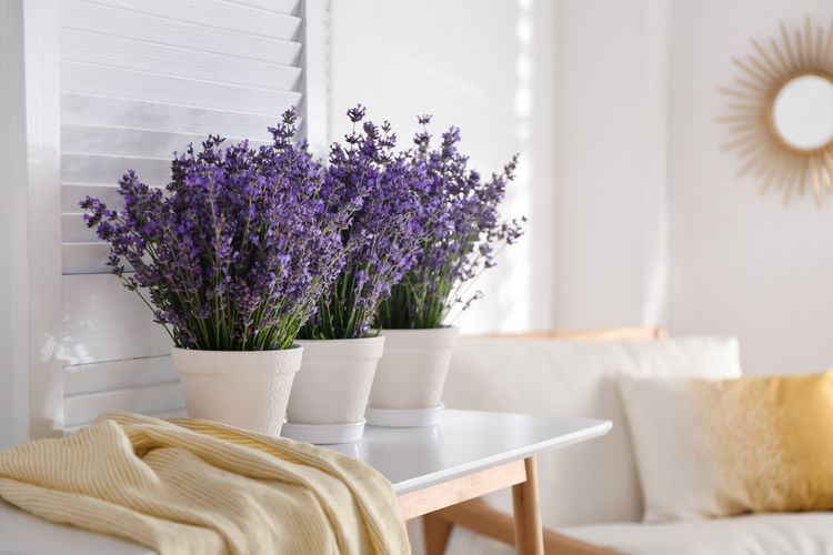 Ilustrasi bunga lavender di dalam ruangan.