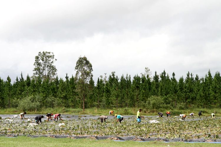 Pekerja sedang sibuk menanam stroberi di berbagai pertanian di Queensland.(ABC Rural: Melanie Groves)
