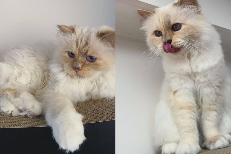 Choupette, kucing peliharaan desainer legendaris Karl Lagerfeld.