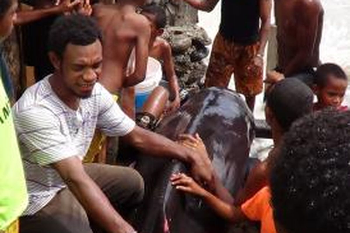 Ikan Paus Bungkuk yang diselamatkan oleh warga saat terdampar di pantai Pertamina Wosi, Manokwari, Papua Barat, Selasa (12/11/2013)