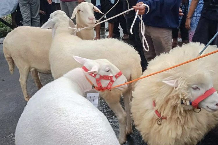 Festival Domba di Desa Tlilir, Jawa Tengah