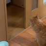 Bukan Melihat Hantu, Ini Alasan Kucing Menatap Dinding Kosong di Malam Hari