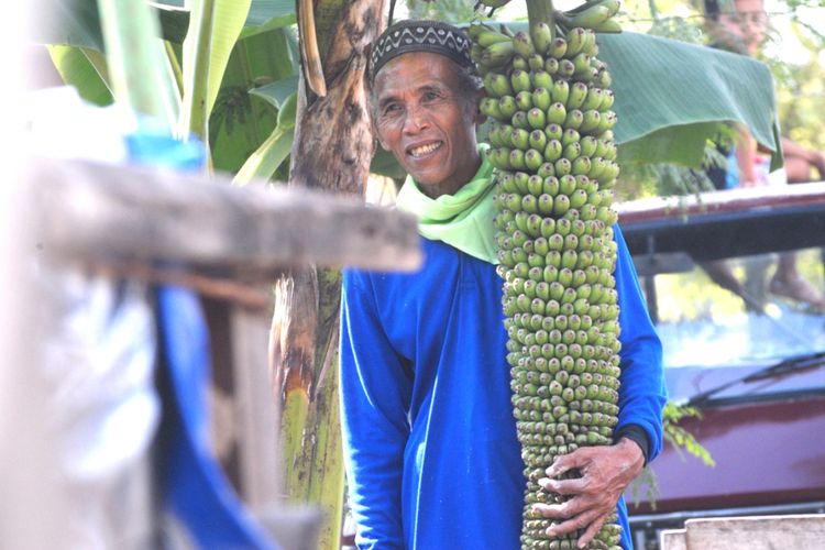 ‎Ibnu Hisyam (65), warga Desa Selo, Kecamatan Tawangharjo, Kabupaten Grobogan, Jawa Tengah, menunjukkan pohon pisang unik yang tumbuh di halaman depan rumahnya, Sabtu (3/6/2017).