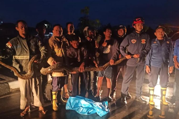 Ular jenis Sanca Kembang sepanjang 3 meter dan berat sekitar 15 kg berhasil dievakuasi petugas animal rescue Dinas PMK Kota Tarakan Kaltara, saat hendak masuk areal bandara internasional Juwata