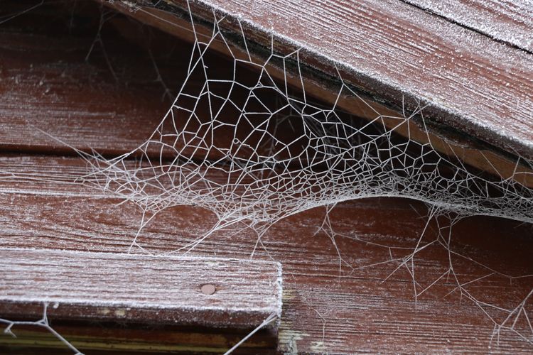 Penyebab Banyak Sarang Laba-laba di Rumah, Beberapa Tidak Disadari
